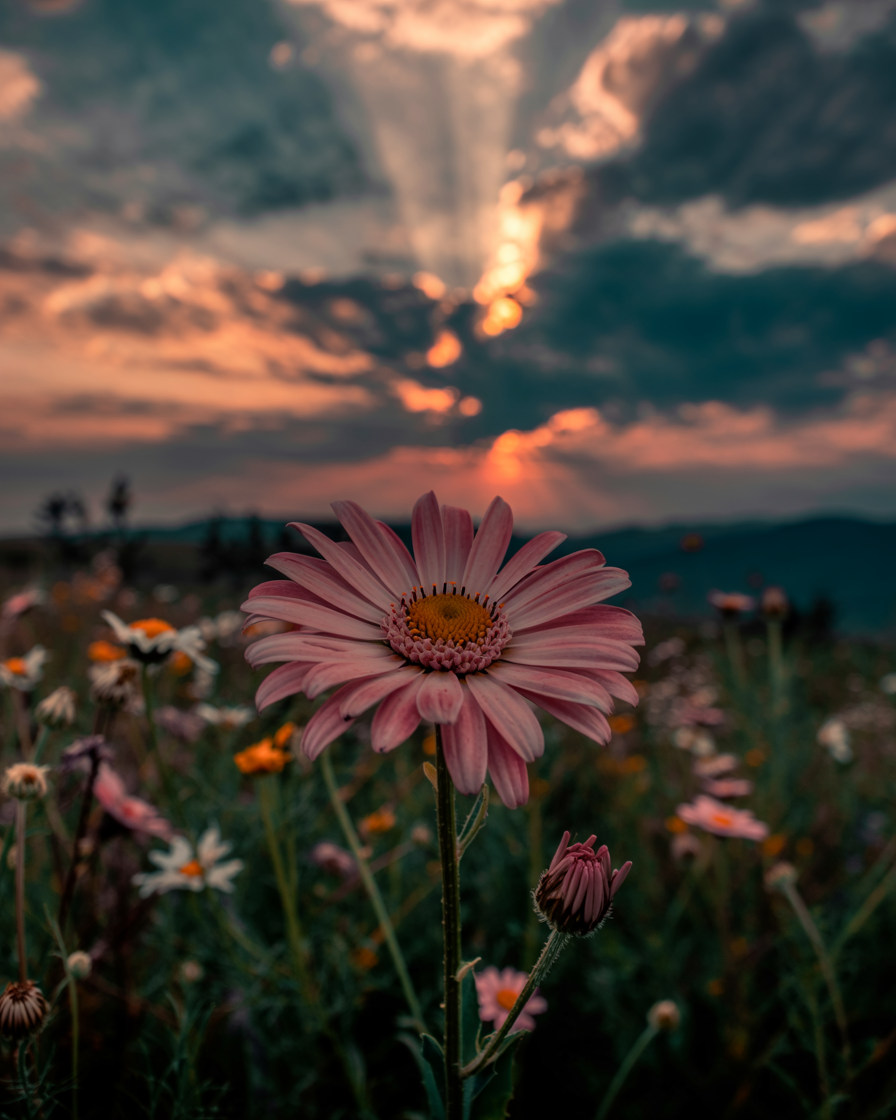 Field of Wild Flowers – AI Generated Stock Image
